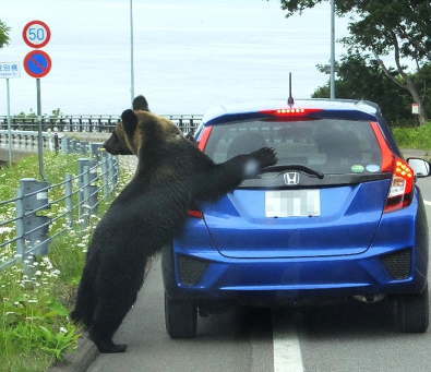 群馬サファリパークで女性従業員が熊に襲われて死亡