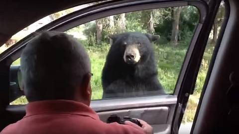 群馬サファリパークで女性従業員が熊に襲われて死亡