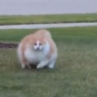 ダ、ダ、ダイナミック！デブ猫が全力疾走で飼い主から逃亡…5秒でおじゃん | ANIMALive