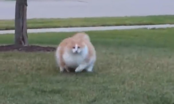 ペットのダイエット