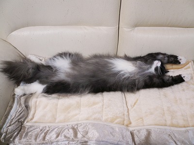 【画像】眠っている動物たち