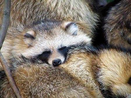 もふもふした動物達の画像を貼るトピ