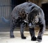 これは黒かっこいい!! メラニズムな動物たち　【アルビノの逆】 - NAVER まとめ