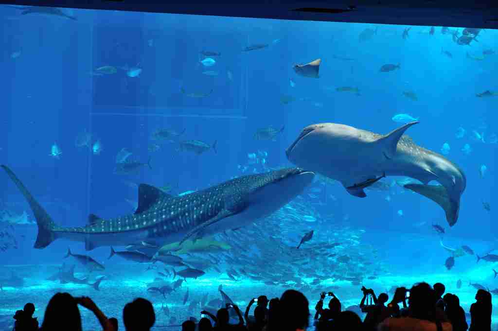 クジラやホオジロザメ、シャチなど海の大きな生き物が好きな人