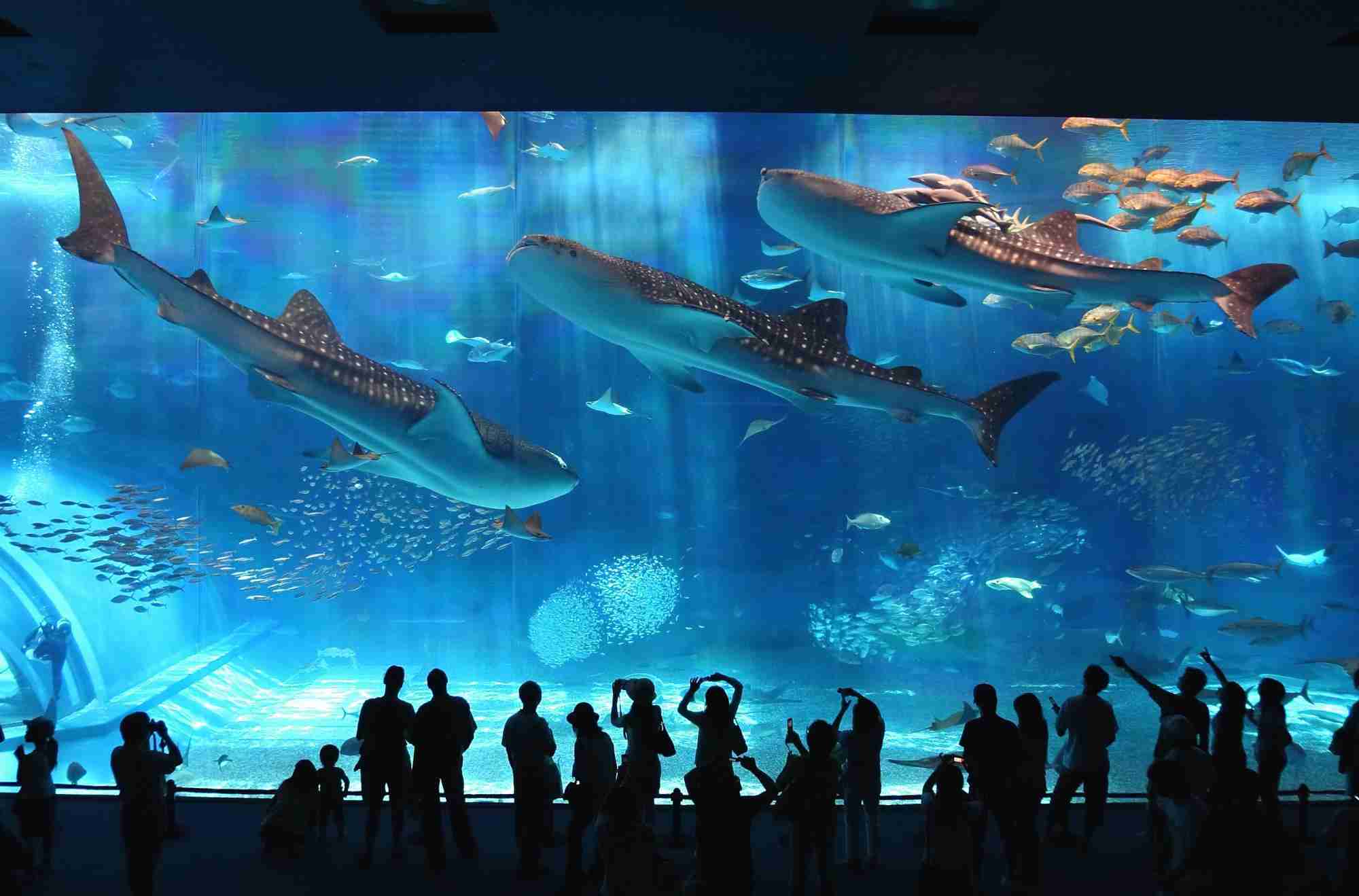 クジラやホオジロザメ、シャチなど海の大きな生き物が好きな人