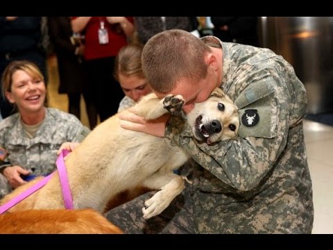 「感動の再会」戦地から帰ってきた飼い主に大喜びするワンコ2015-2016 HD集 Park 1 - YouTube