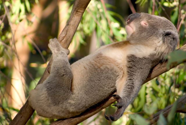 【画像】眠っている動物たち