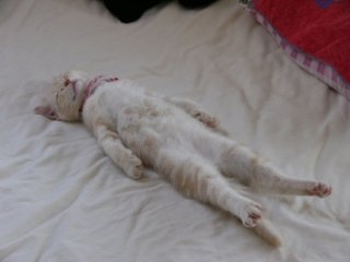 ガルちゃんで画像(サイト)を貼り付ける方法&練習Part12