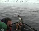 Very happy Gentoo penguin - YouTube