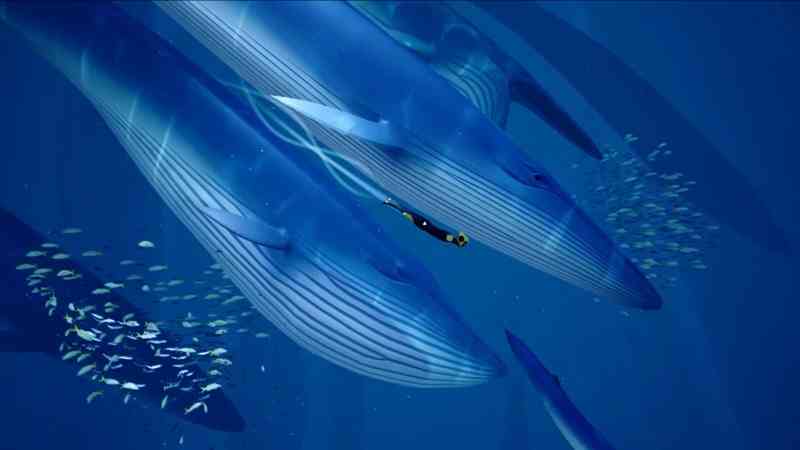 クジラやホオジロザメ、シャチなど海の大きな生き物が好きな人