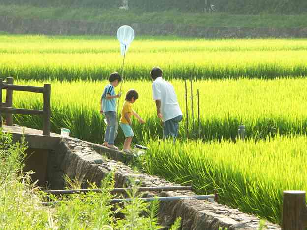 日本の夏らしい画像を貼るトピ