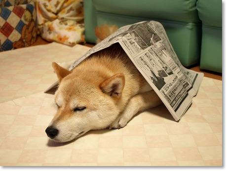 【画像】眠っている動物たち