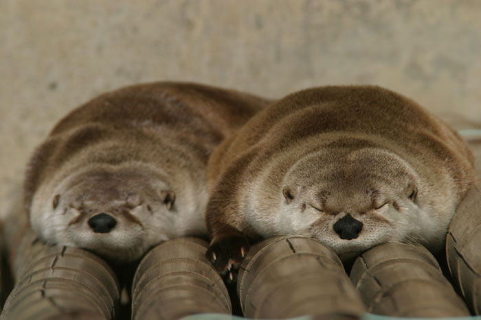 【画像】眠っている動物たち