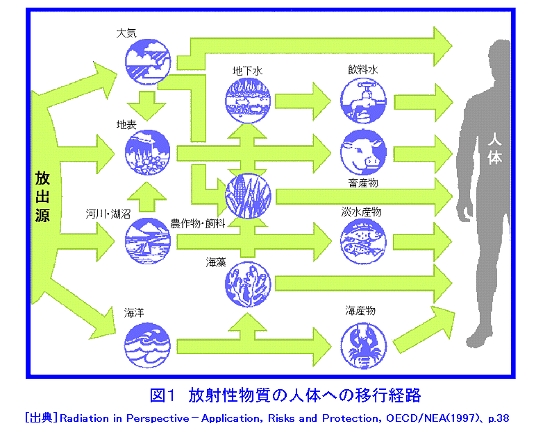 Q. 人工放射性核種は自然放射性核種より危険なのか？ | これが現実