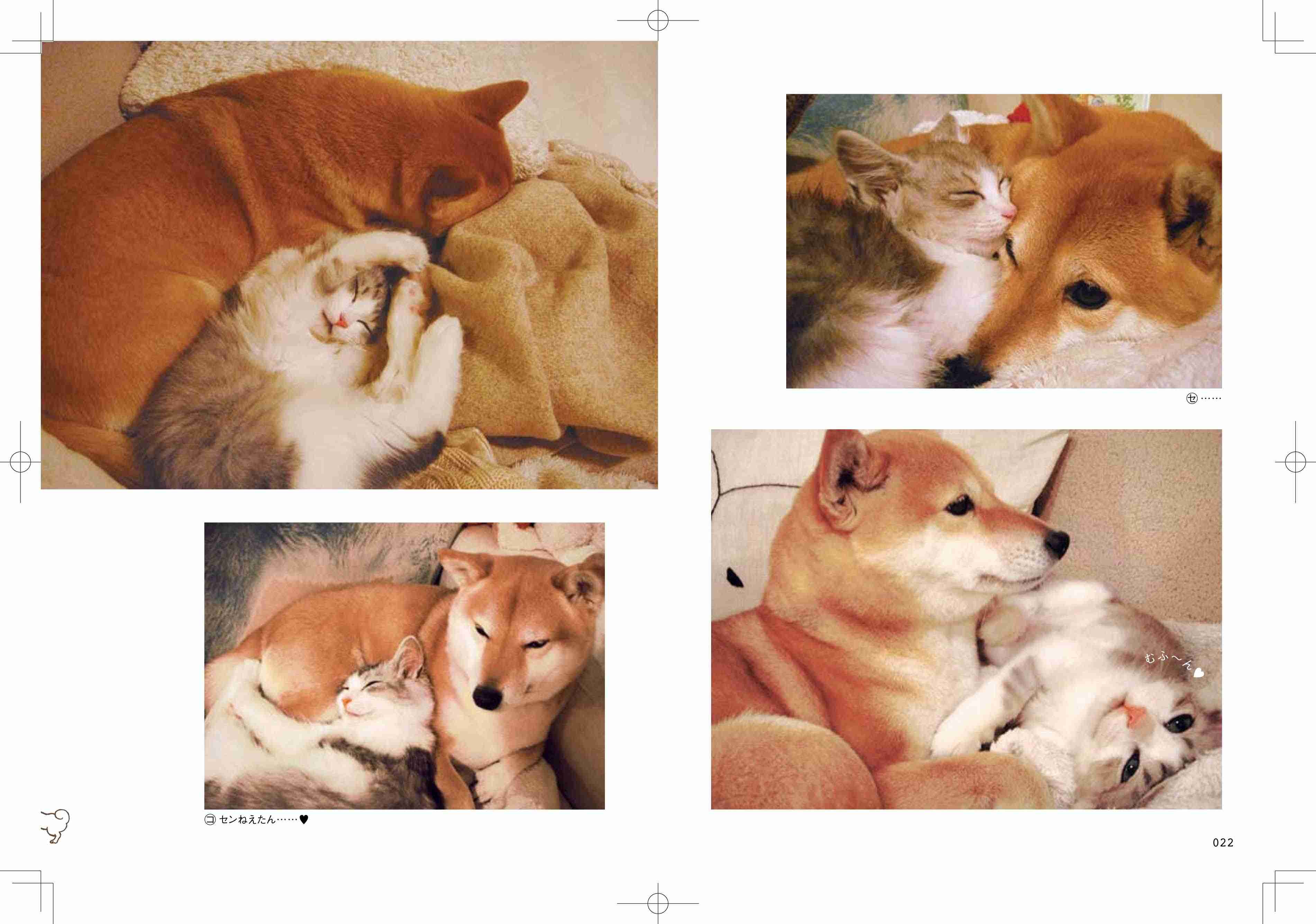 柴犬と猫の昼寝「腕枕が最高に気持ちいいんだニャ」「辛いんだワン」 