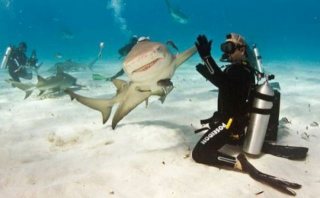 クジラやホオジロザメ、シャチなど海の大きな生き物が好きな人