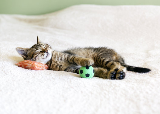 【画像】眠っている動物たち