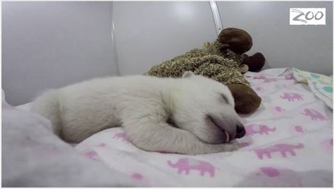 【画像】眠っている動物たち