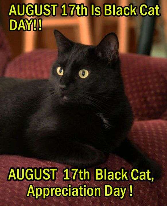 8月17日は「黒ネコ感謝の日」！