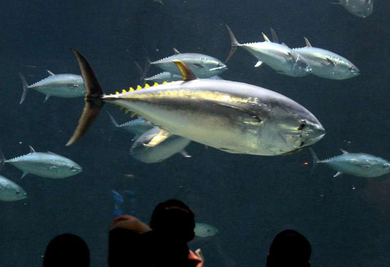 葛西臨海水族園：生き残ったクロマグロも死ぬ - 毎日新聞