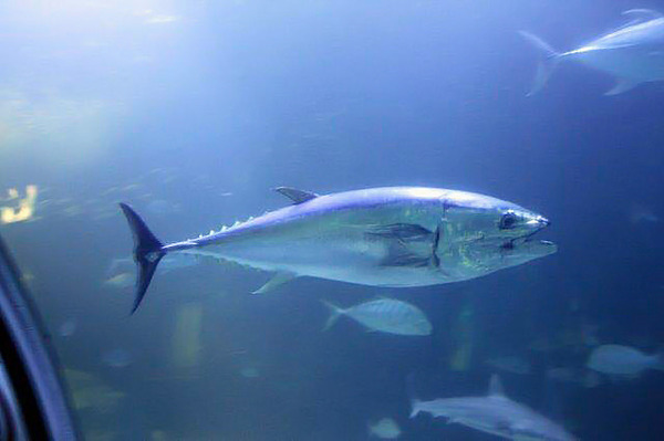 水族館マグロ大量死で残った１匹が人気に→衝突死