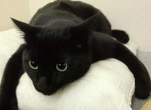 8月17日は「黒ネコ感謝の日」！