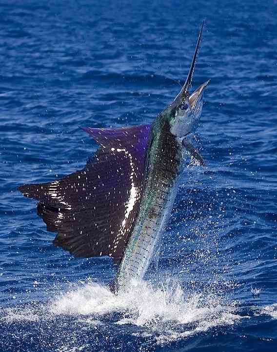 クジラやホオジロザメ、シャチなど海の大きな生き物が好きな人