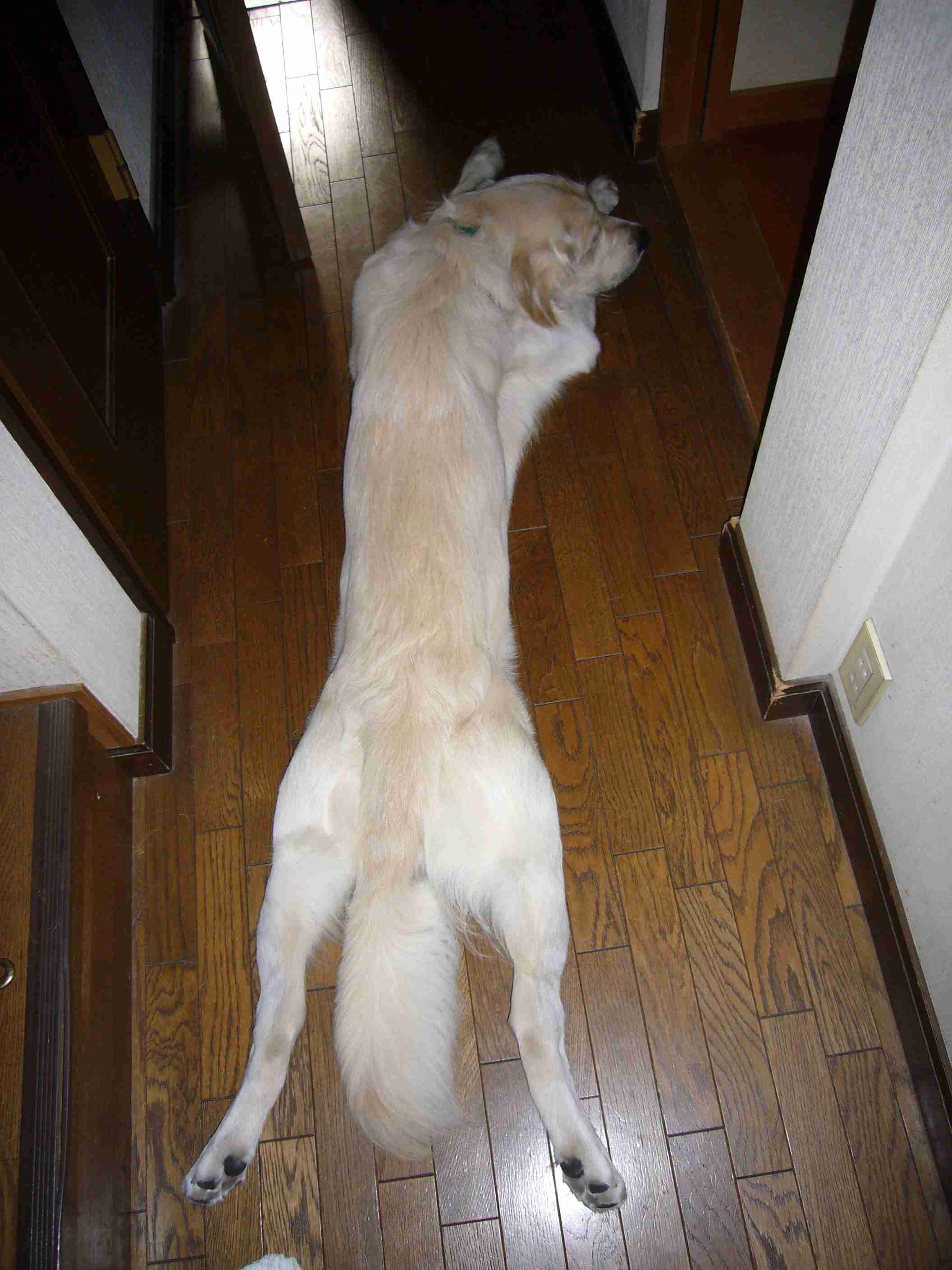 【画像】眠っている動物たち