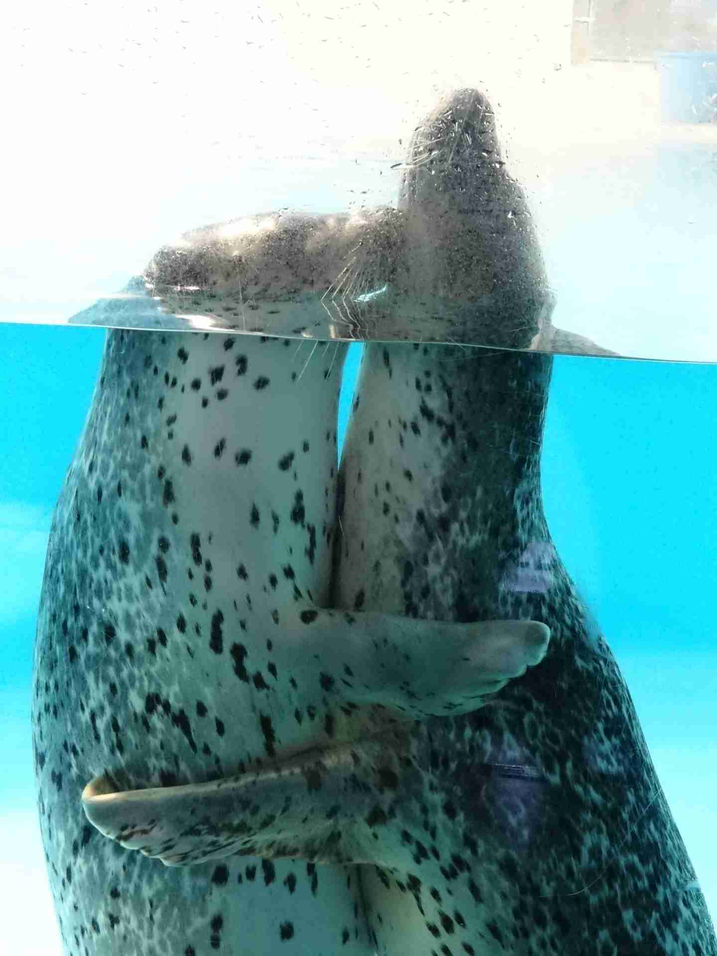 動物同士のハグ画像が可愛いすぎる