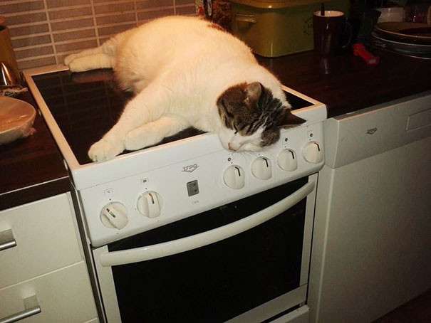 【画像】眠っている動物たち