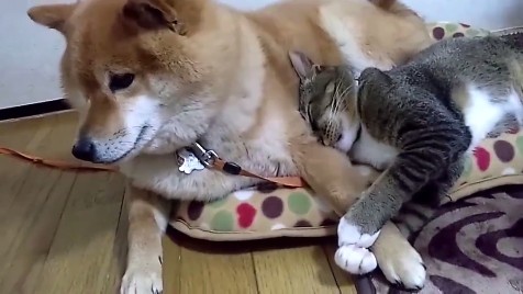 柴犬と猫の昼寝「腕枕が最高に気持ちいいんだニャ」「辛いんだワン」 