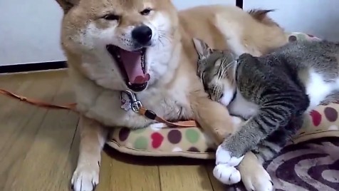 柴犬と猫の昼寝「腕枕が最高に気持ちいいんだニャ」「辛いんだワン」 