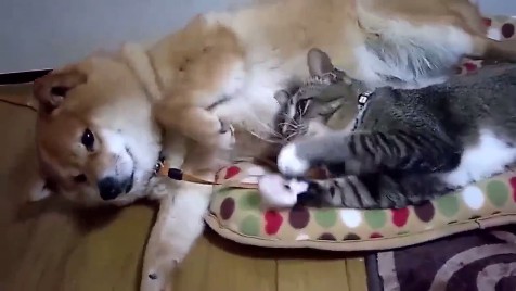 柴犬と猫の昼寝「腕枕が最高に気持ちいいんだニャ」「辛いんだワン」 