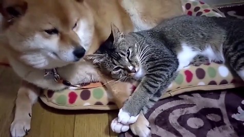 柴犬と猫の昼寝「腕枕が最高に気持ちいいんだニャ」「辛いんだワン」 