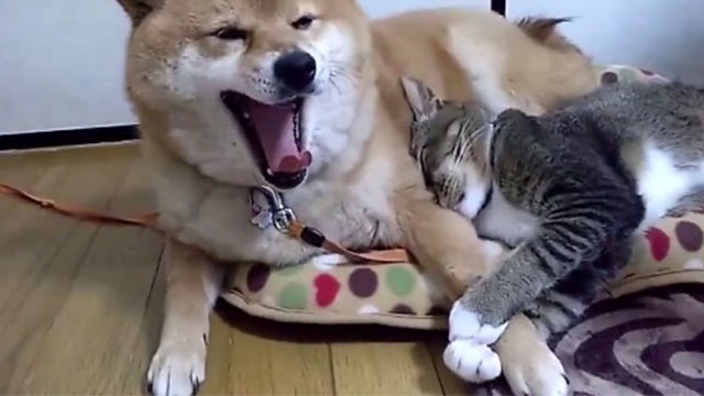 柴犬と猫の昼寝「腕枕が最高に気持ちいいんだニャ」「辛いんだワン」 | ANIMALive