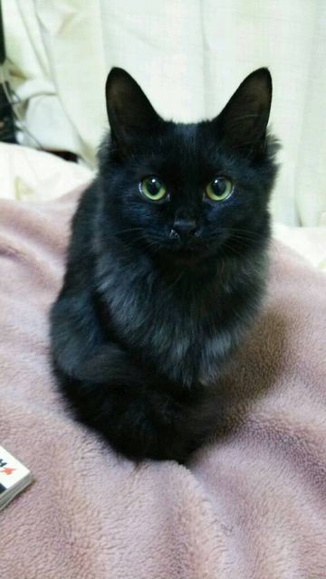 8月17日は「黒ネコ感謝の日」！