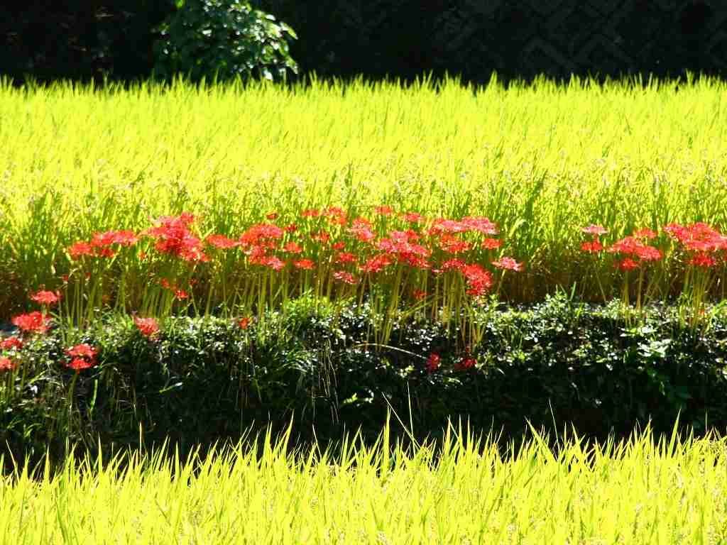 日本の夏らしい画像を貼るトピ