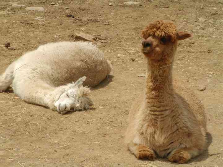 【画像】眠っている動物たち