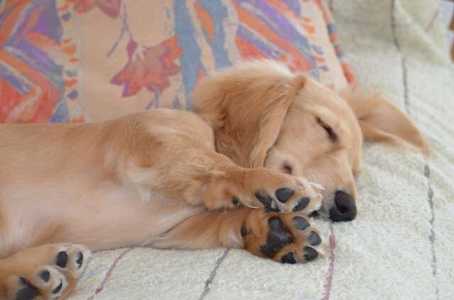 【画像】眠っている動物たち