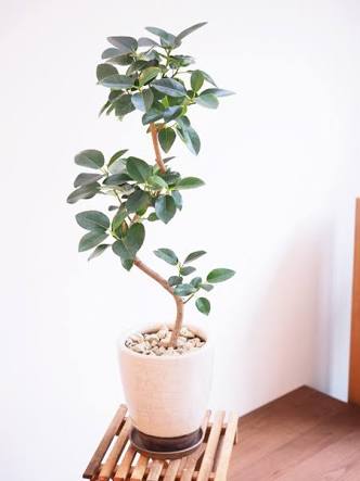 観葉植物置いてる人ー！！