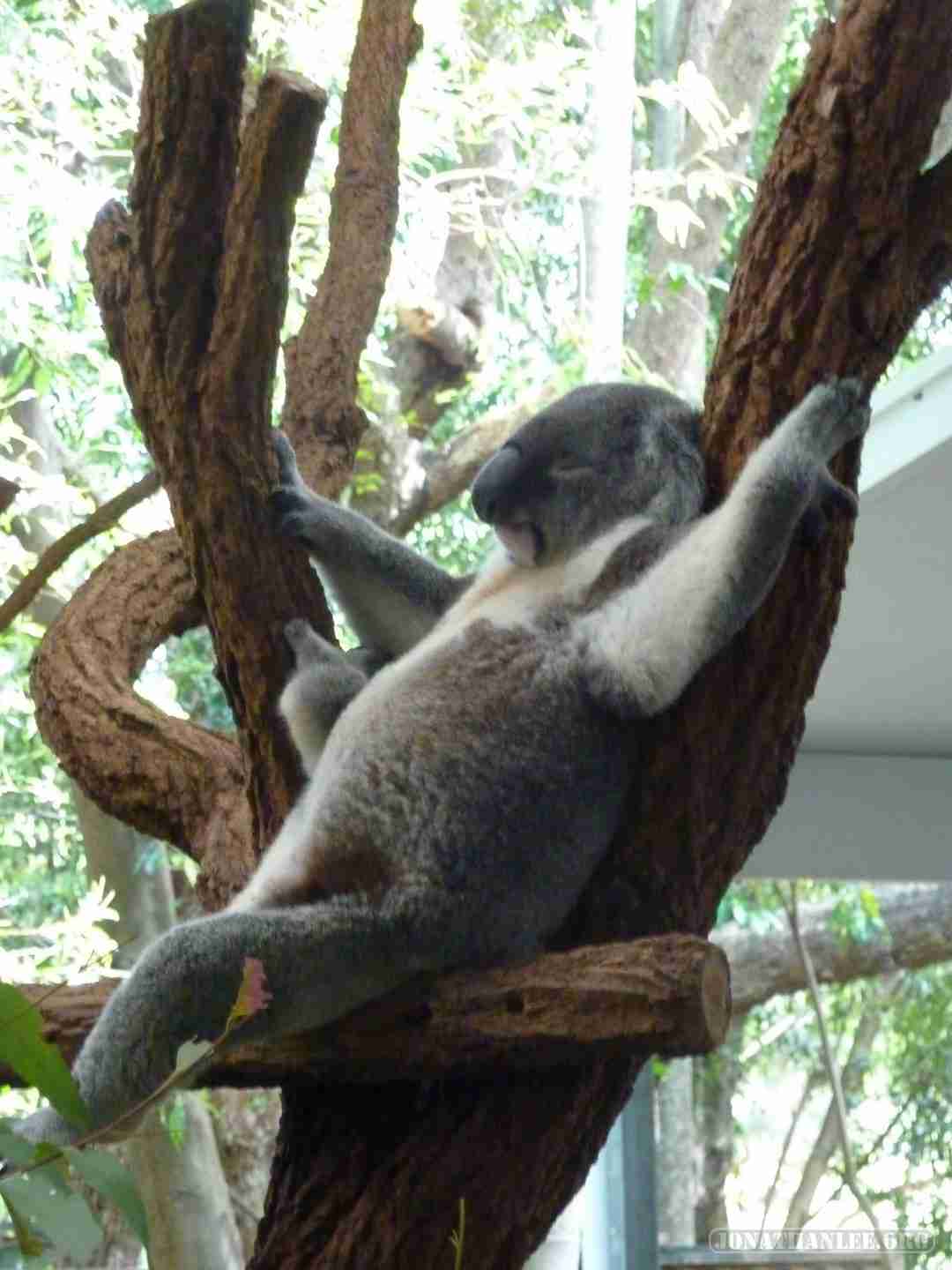 【画像】眠っている動物たち