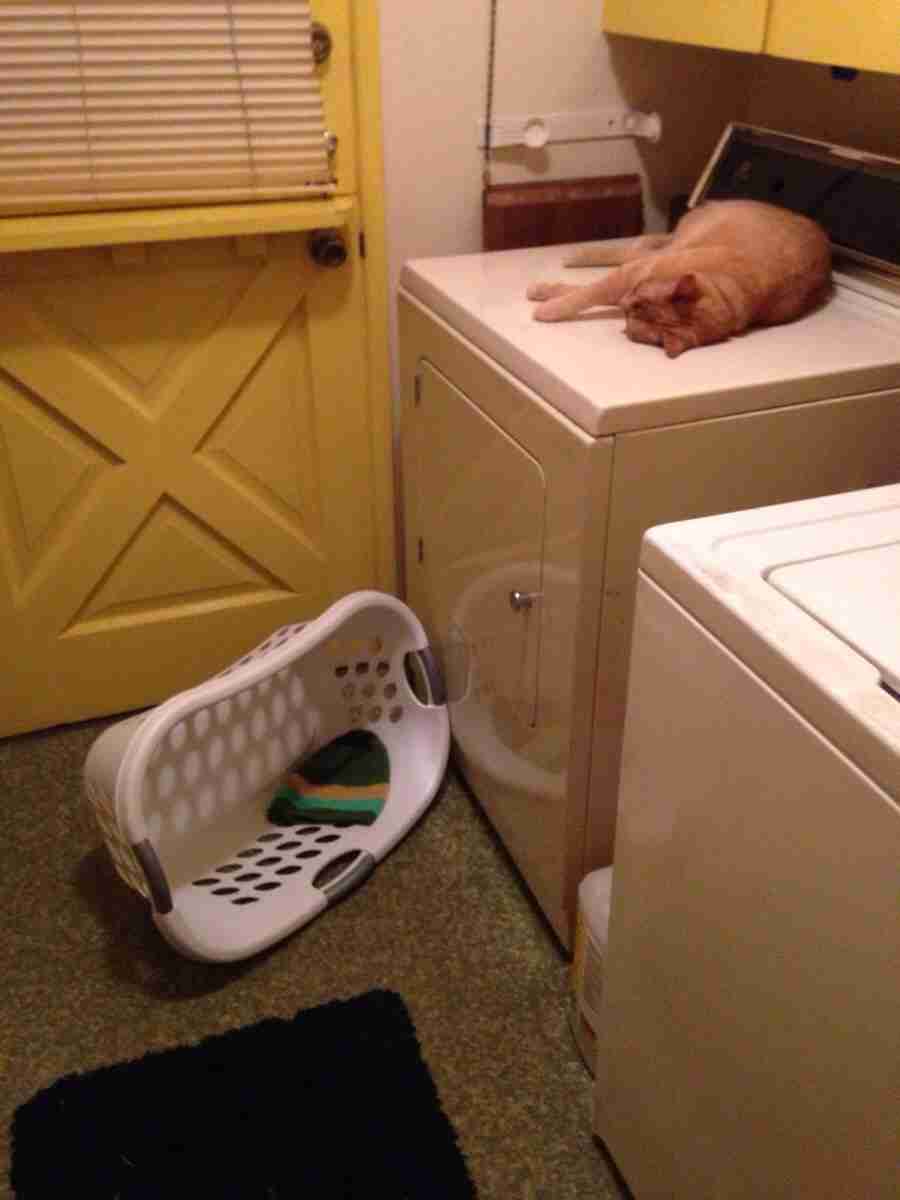 猫あるある画像