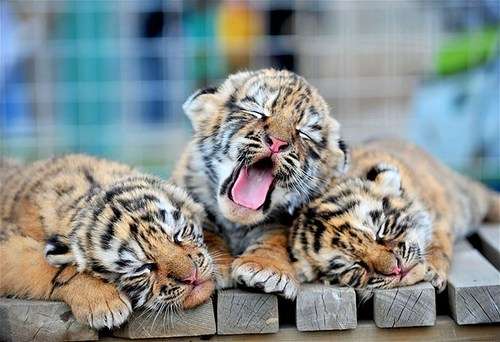 【画像】眠っている動物たち