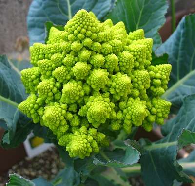 珍しい野菜