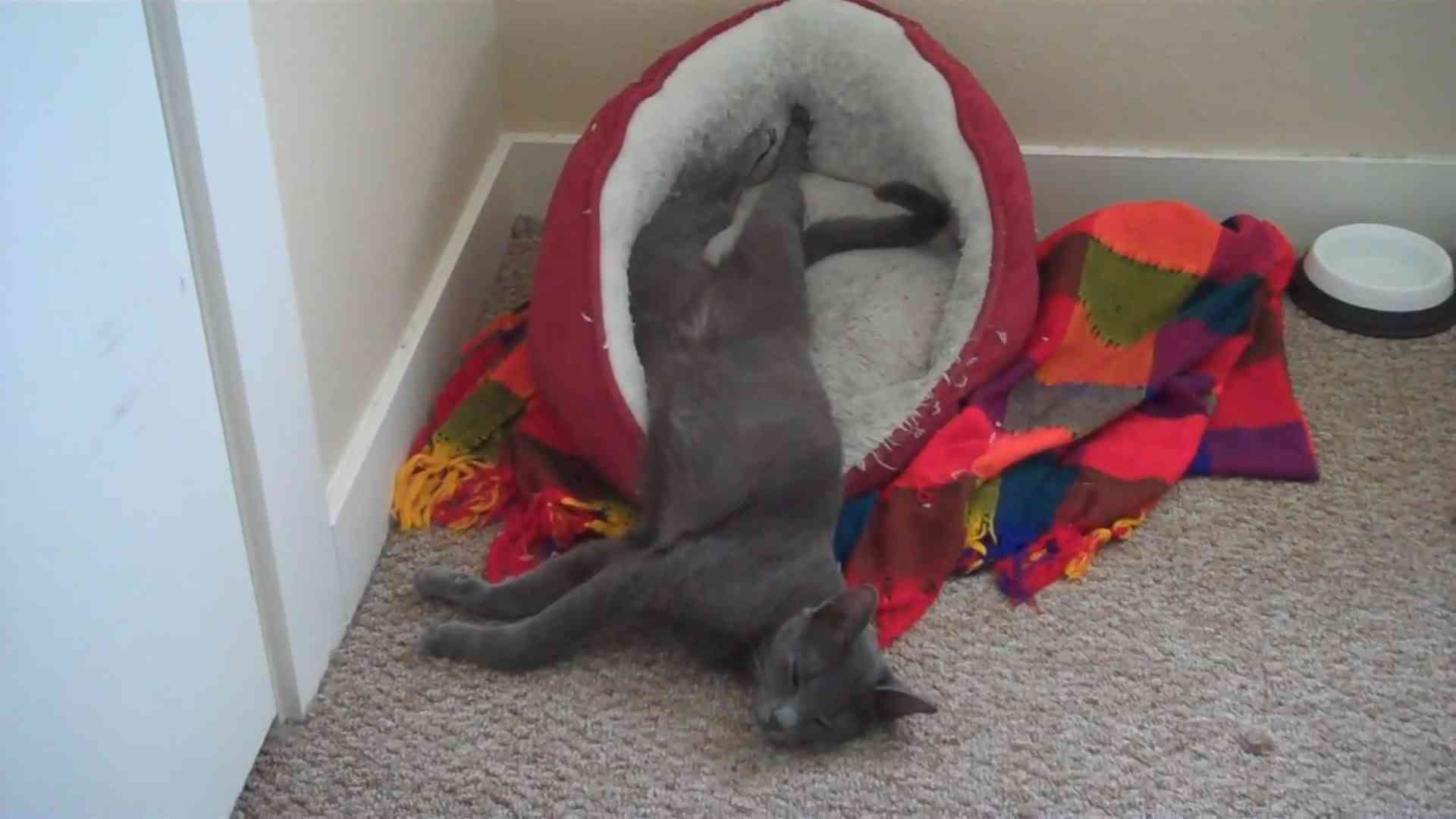 【画像】眠っている動物たち