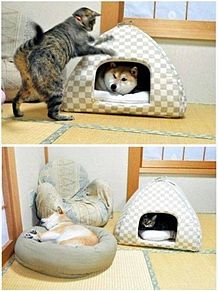 猫あるある画像