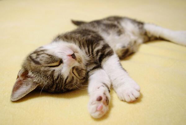 【画像】眠っている動物たち