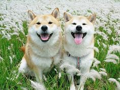 もしも生まれ変わったら今のパートナーともう一度一緒になりたいですか？