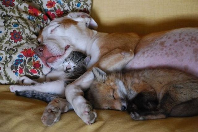 【画像】眠っている動物たち