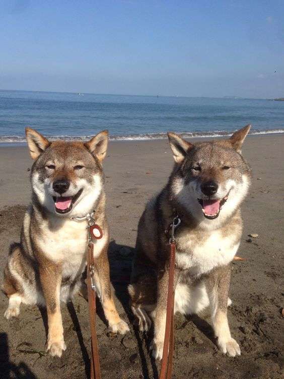 イケメン二人組の画像を貼っていくトピ